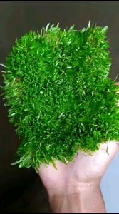 Tanaman UG Ultricularia Graminifolia: Tanaman Hiwajasan Aquascape