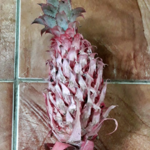 Buah nanas merah nanas muda 500 gram