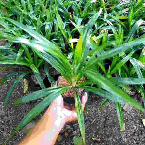 TANAMAN PANDAN WANGI / POHON PANDAN WANGI