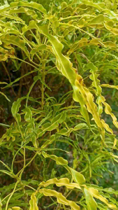 BASRENG BOX 500ML FULL PEDAS DAUN JERUK ORIGINAL GURIH ASIN