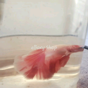 Pink Halfmoon Betta
