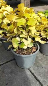 ต้นสาริกาลิ้นทอง สาริกาลิ้นทอง สาริกาลิ้นทองด่าง ไทรไข่มุก เส้นกระถาง 11 นิ้ว