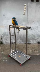 Tangkringan Pangkringan Burung Macaw Kakatua