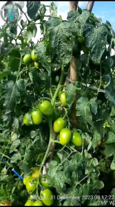 Bibit Benih Tomat Mahira Naka Seed Murah berkualitas