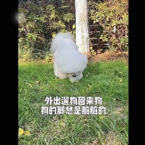 [READY STOCK] Dog Shoes 4pcs Pet Shoes Dog Socks Anti Slip | 宠物鞋子 袜子 狗狗鞋子 防滑