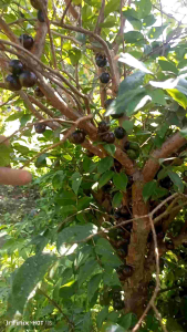 Bibit Anggur Pohon brazil preco siap berbuah tambulanpot