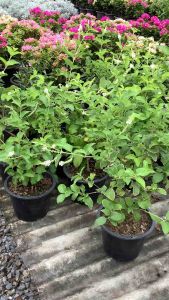 ต้นราชาวดี ดอกราชาวดี ราชาวดี ไม้ดอก ไม้ดอกราชาวดี ไค้หางหมา หางกระรอกเขมร ต้นหางกระรอกเขมร ต้นไค้หางหมา ไม้มงคลดอกหอม buterfly bush ราชาวดีดอกขาว ขนาดกระถาง 8 นิ้ว