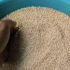 milet putih bersih 500gram untuk pakan burung pemakan biji bijian