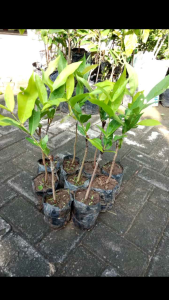 BATANG SEDANG!! Bibit Jambu Air Citra Madu deli Kingrose Kiojok Tsg Taiwan Super Green Dalhari Black Kingkong Okulasi