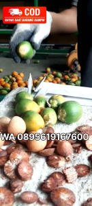 Alat Pengupas Pinang Bulat: Pemahaman & Penggunaan