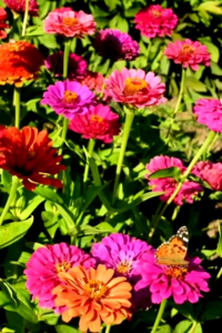 (KEMASAN PREMIUM) BIJI | BENIH BUNGA ZINNIA MIX WARNA ( isi -+200 butir)