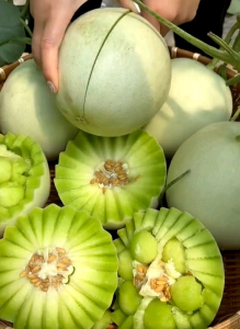 6 BUTIR BIJI/BENIH MELON PUTIH HONEYDEW
