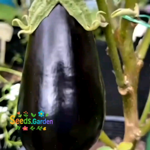 [TERLARIS] BIJI (TERONG UNGU JEPANG PONDOH BONDAN BESAR F1