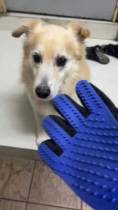 Berus grooming berbentuk sarung tangan untuk haiwan peliharan/sikat berus/Pet Dog Cat Grooming Brush Glove Pet Hair Deshedding Comb Brush