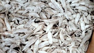 Ikan Asin Ikan Lidah/Ikan Sebelah/ Lingci Kecil Kering Kualitas Super