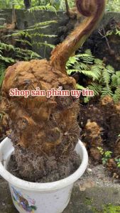 Culi có mầm ( đã dâm ủ có mầm)