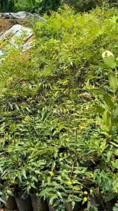 Narra Pterocarpus indicus LIVE PLANT NOT SEED! 1-2FT TALL
