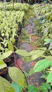 ต้นเนียงเบาหรือลูกเนียง3ปี1ชุด2ต้น