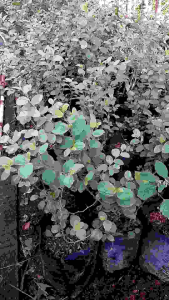 Pohon Bidara Arab: Tanaman Herbal yang Tahan Lama