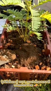 ปุ๋ยมูลไส้เดือนแท้ 100% | Little Blue Farm | อินทรีย์ธรรมชาติ บำรุงดิน ผักสวนครัว ต้นไม้ดอกไม้