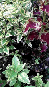 Pohon Meyana Lidah Api: Tanaman Miana Lidah Api Kuning