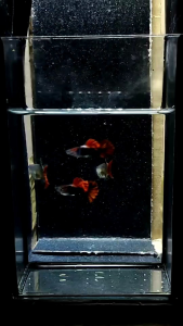 TUXEDO GUPPY PAIRS HALF BLACK RED ROSE
