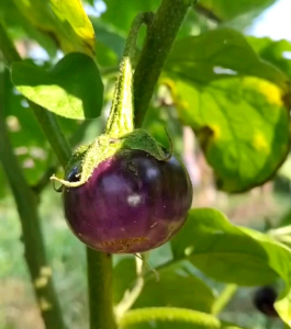 150 BUTIR BIJI/BENIH TERONG UNGU BULAT SRITI (REPACK)