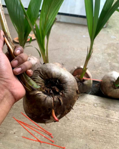 Bibit kelapa malabar india benih impor