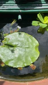 Lá thuỷ nữ trang trí hồ cá cảnh thuỷ sinh
