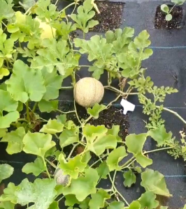 5 BUTIR BIJI/BENIH TANAMAN MELON CANTALOUPE