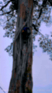 น้ำผึ้งแท้ จากป่าบนภูเขา