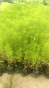 Bibit Tanaman Herbal Adas Pulowaras Siap Tanam