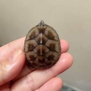 [Aquarium Live Pet] Musk Turtle No COD麝香蛋龟seekor Mississippi Common Musk Baby Turtle