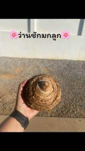 ว่านชักมดลูกสด ครึ่งโล 500กรัมg (ขอบตามรอบขุดและมีหลายขนาด)