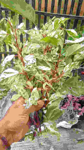 Tanaman Langka CORNUS ALBA: Kemasan Spesial (10 stek Batang)