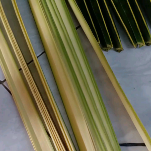 janur daun kelapa muda edisi lebaran isi 40lembar 20lidi