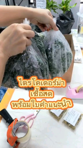 ไตรโคเดอร์ม่าสด‼️ราคาส่ง พร้อมวิธีใช้งาน ช่วยควบคุมโรคพืช