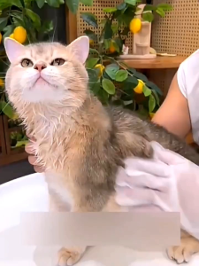 1Pack Isi 6Pcs Sarung Tangan Disposable Glove Wipes / Sarung Tangan Mandi Anjing Dan Kucing