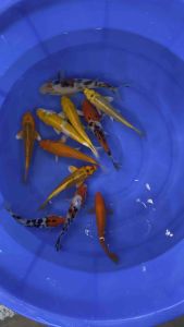 JAPAN KOI LOCAL BREED PREMIUM GRADE 5/6”sizes 11pcs COMBO at 1188 OFFER + shipping 50 + FREE GIFTS