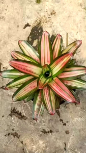 tanaman hias outdour Bromelia compacta tanaman daun berwarna