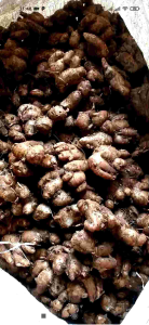 kencur segar 1 kg asli banten