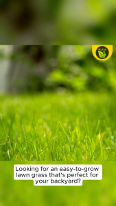 Bermuda Grass Pallet 12x12 inches high quality seedling for planting with established roots