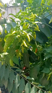 หัวเชื้อจุลลินทรีย์สังเคราะห์แสง 2 ขวด 54 บาท