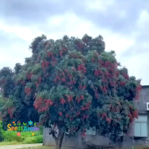 4 BUTIR BIJI/BENIH TANAMAN BUAH LECI | LYCHEE FRUIT