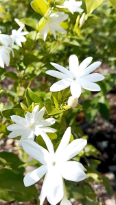 มะลิพวง กระถาง 11 นิ้ว ต้นสวยและแข็งแรง (กทม)