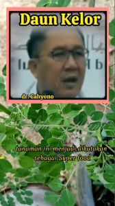 Teh Daun Kelor Moringa Original Asli Teh Celup Herbal Alami Super Food 40gr