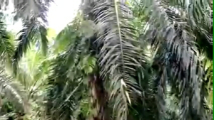 EGREK PALMKING LENGKAP JALU