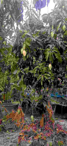 หัวเชื้อจุลินทรีย์สังเคราะห์แสง สินค้าราคาพิเศษ Early Bird !!!! ราคามีจำนวนจำกัด