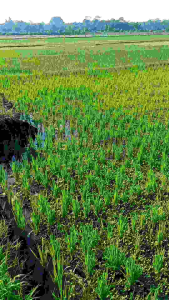 Jieshu Racun Pembasmi Rumput Selektif Aman Bagi Tanaman Padi Sawit Karet