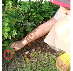 Benih Pohon Saga Merah: Bahan Kolase untuk Taman